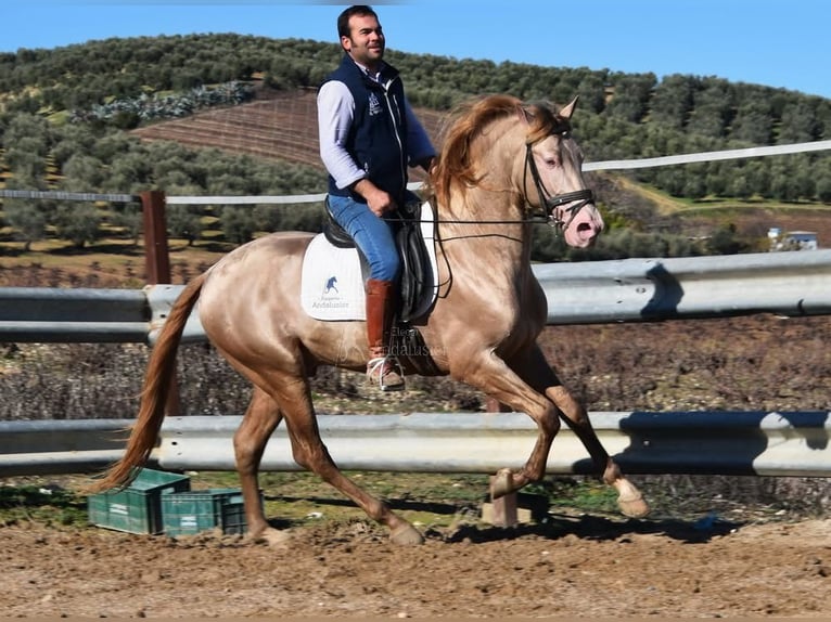 PRE Stallone 5 Anni 163 cm Pearl in Provinz Cordoba