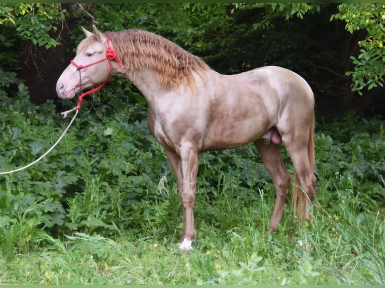 PRE Stallone 5 Anni 163 cm Pearl in Provinz Cordoba