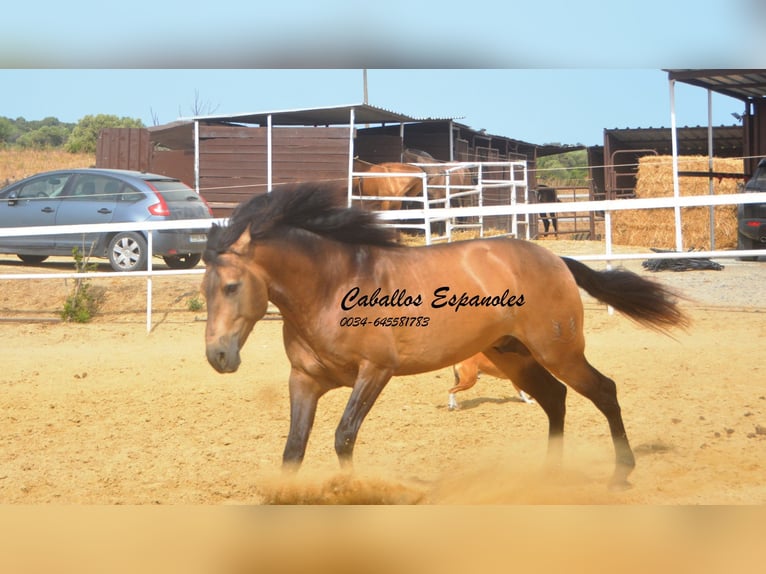 PRE Mix Stallone 5 Anni 163 cm Pelle di daino in Vejer de la Frontera