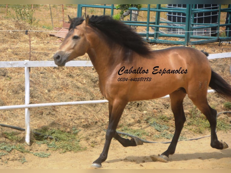 PRE Mix Stallone 5 Anni 163 cm Pelle di daino in Vejer de la Frontera