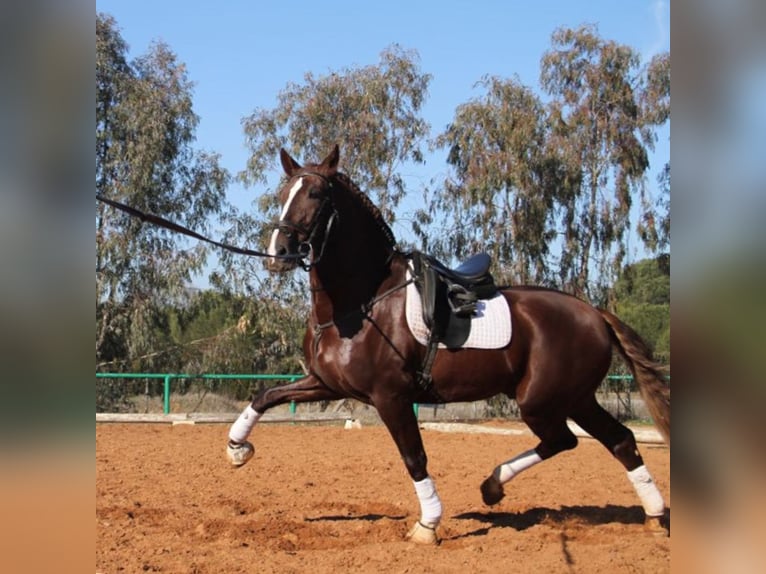 PRE Mix Stallone 5 Anni 163 cm Sauro scuro in MADRID