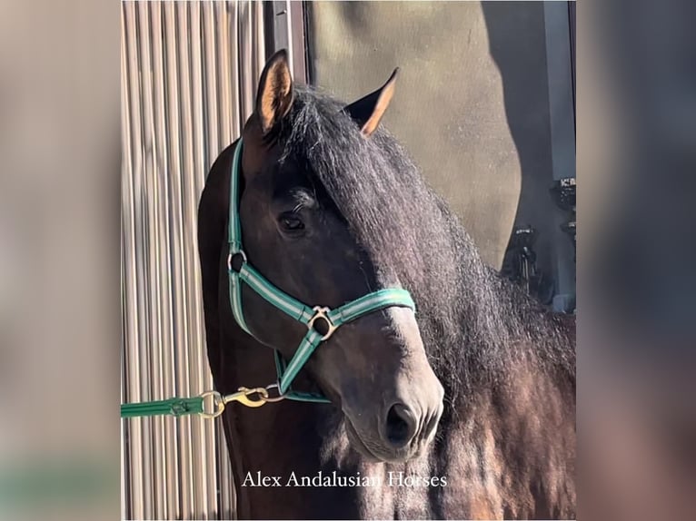 PRE Mix Stallone 5 Anni 164 cm Baio scuro in Sevilla