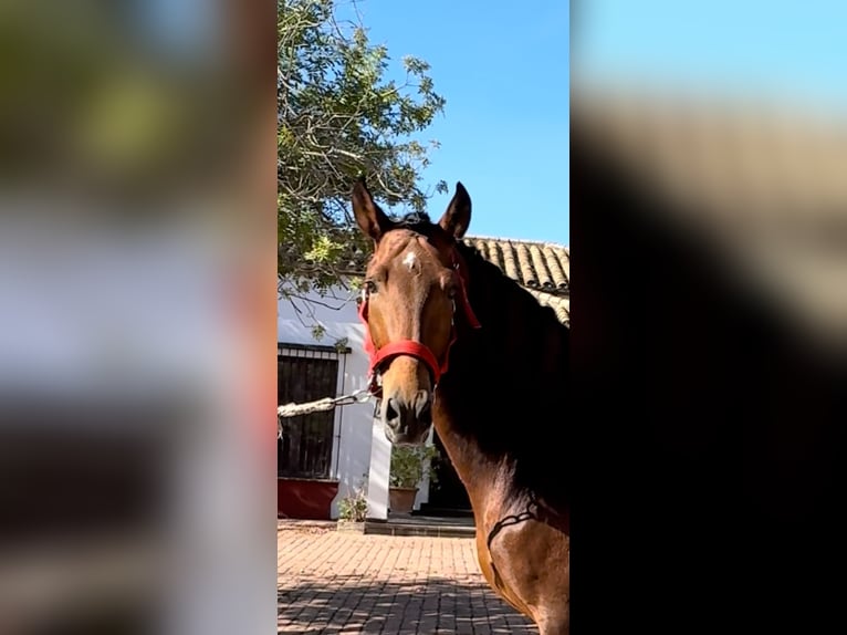 PRE Mix Stallone 5 Anni 164 cm Baio scuro in Palma del Rìo