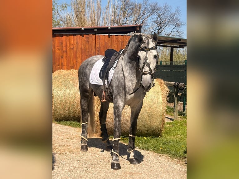 PRE Stallone 5 Anni 164 cm Grigio in Caumont-sur-Durance