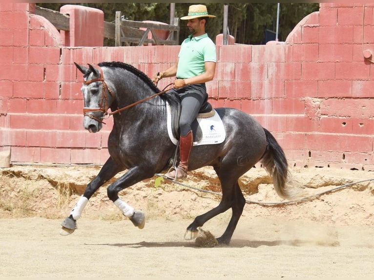 PRE Stallone 5 Anni 164 cm Grigio in Provinz Granada