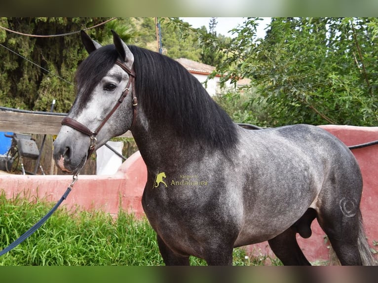 PRE Stallone 5 Anni 164 cm Grigio in Provinz Granada