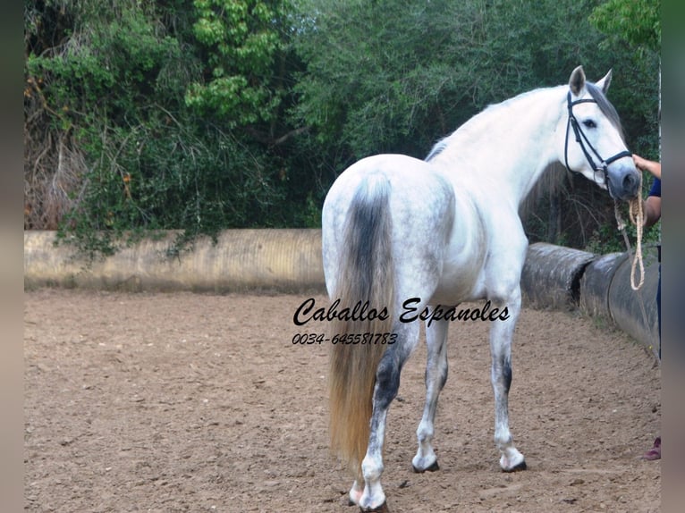 PRE Mix Stallone 5 Anni 164 cm Grigio in Vejer de la Frontera
