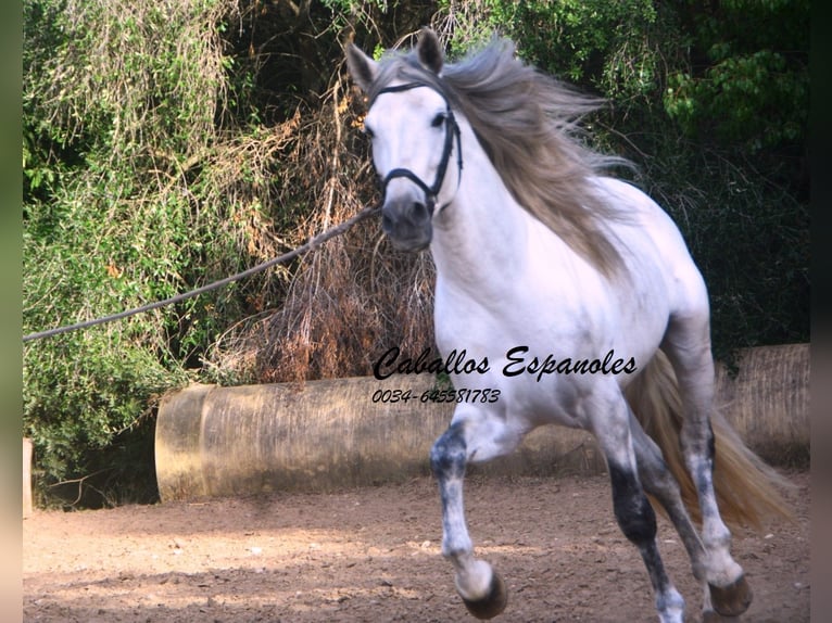 PRE Mix Stallone 5 Anni 164 cm Grigio in Vejer de la Frontera