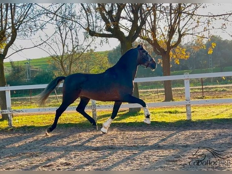 PRE Stallone 5 Anni 164 cm Grigio in Merida