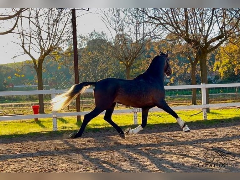 PRE Stallone 5 Anni 164 cm Grigio in Merida