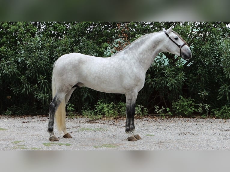 PRE Stallone 5 Anni 164 cm Grigio pezzato in Sagunt/Sagunto