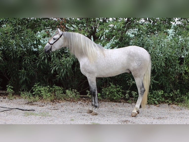 PRE Stallone 5 Anni 164 cm Grigio pezzato in Sagunt/Sagunto