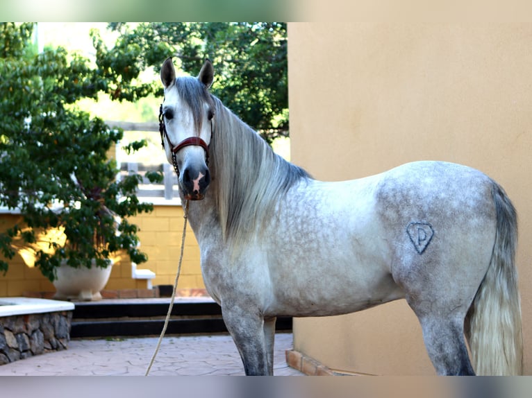 PRE Stallone 5 Anni 164 cm Grigio pezzato in Sagunt/Sagunto