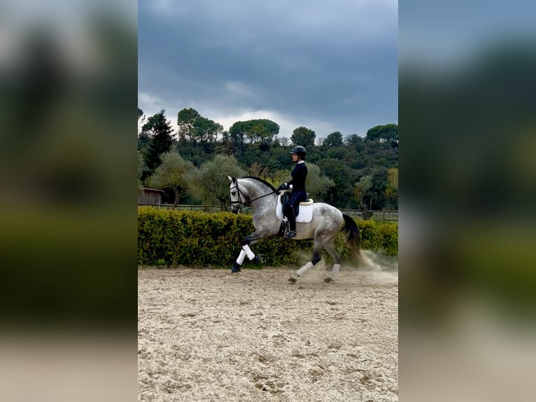 PRE Mix Stallone 5 Anni 164 cm Grigio pezzato in Barcelona
