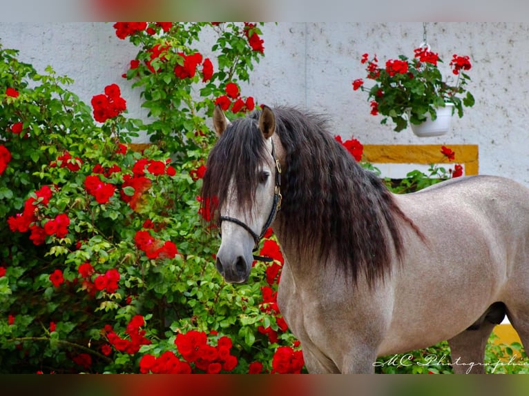 PRE Stallone 5 Anni 164 cm Grigio rossastro in Polenz