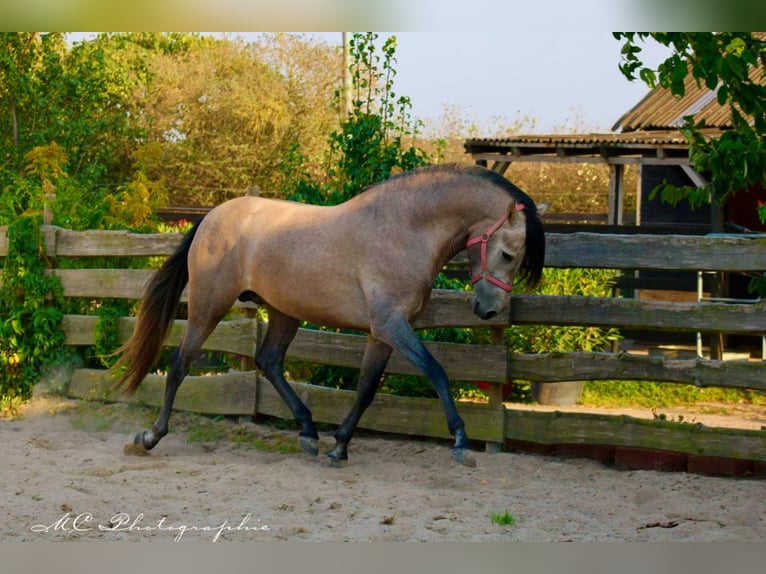 PRE Stallone 5 Anni 164 cm Grigio rossastro in Polenz