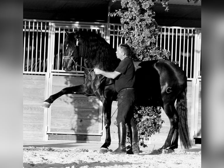 PRE Mix Stallone 5 Anni 164 cm Morello in Jerez