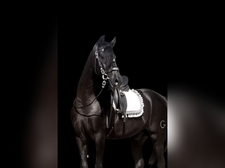 PRE Mix Stallone 5 Anni 164 cm Morello in Jerez