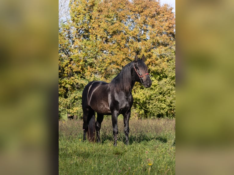 PRE Stallone 5 Anni 164 cm Morello in Caumont