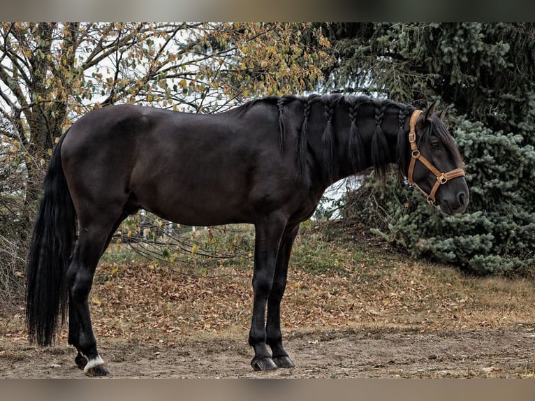 PRE Mix Stallone 5 Anni 164 cm Morello in M&#xFC;nster