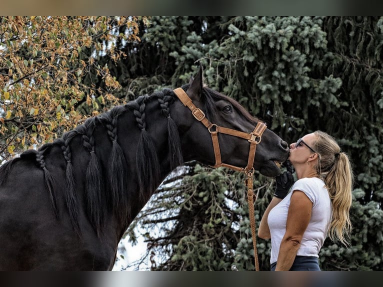 PRE Mix Stallone 5 Anni 164 cm Morello in M&#xFC;nster