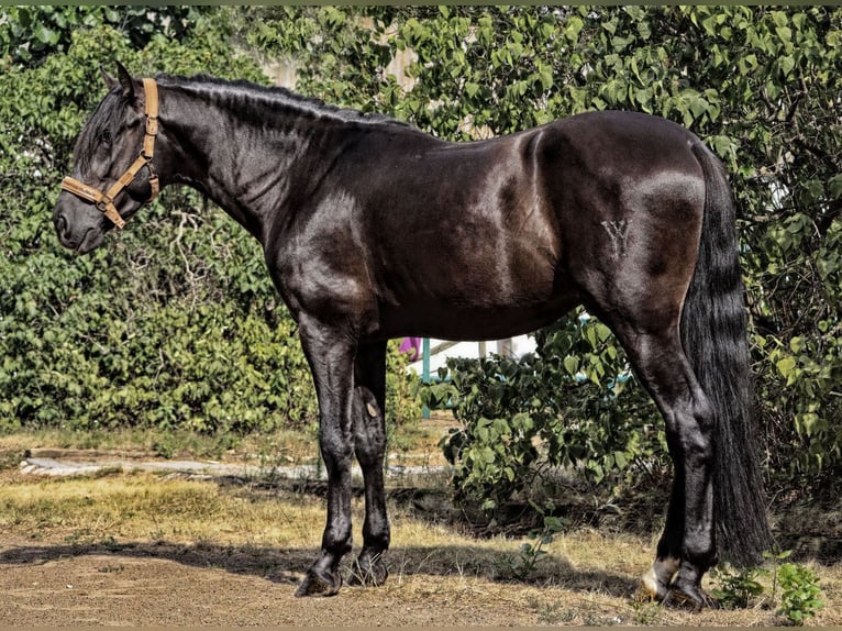 PRE Mix Stallone 5 Anni 164 cm Morello in M&#xFC;nster