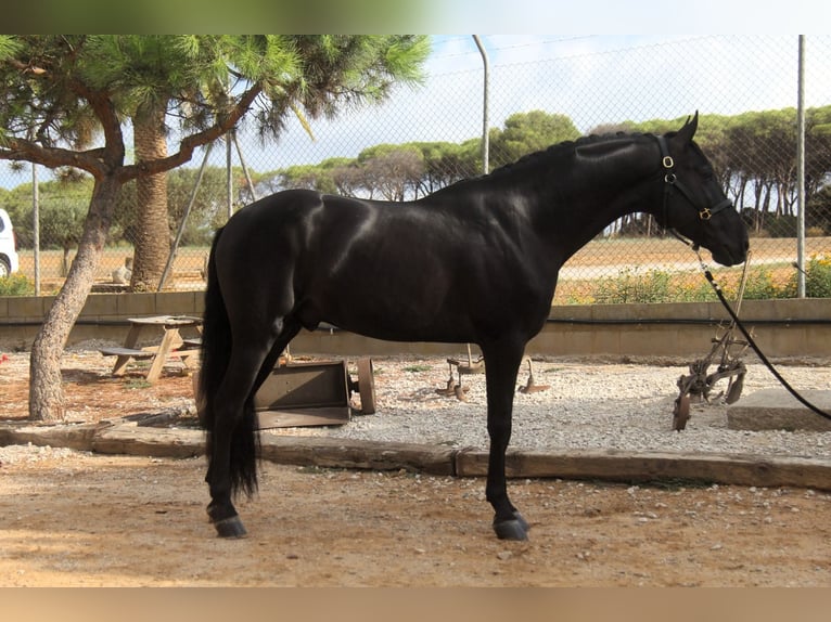 PRE Mix Stallone 5 Anni 164 cm Morello in Hamburg