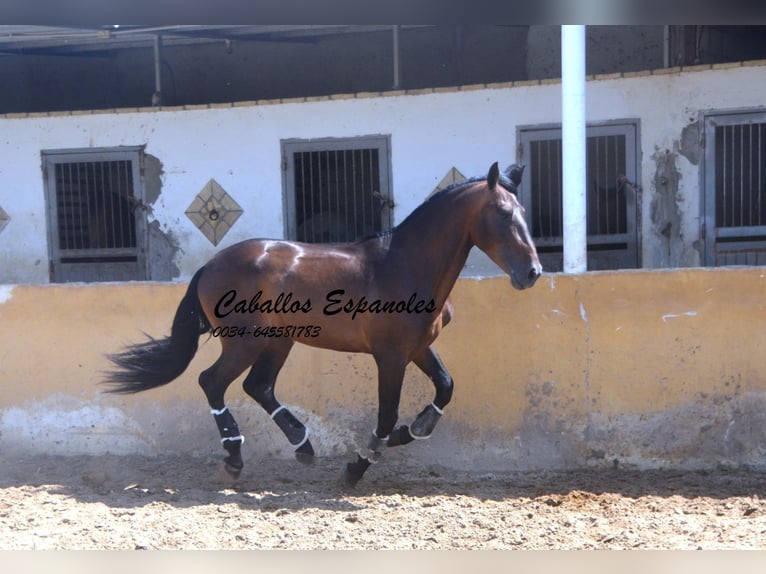 PRE Stallone 5 Anni 165 cm Baio in Vejer de la Frontera