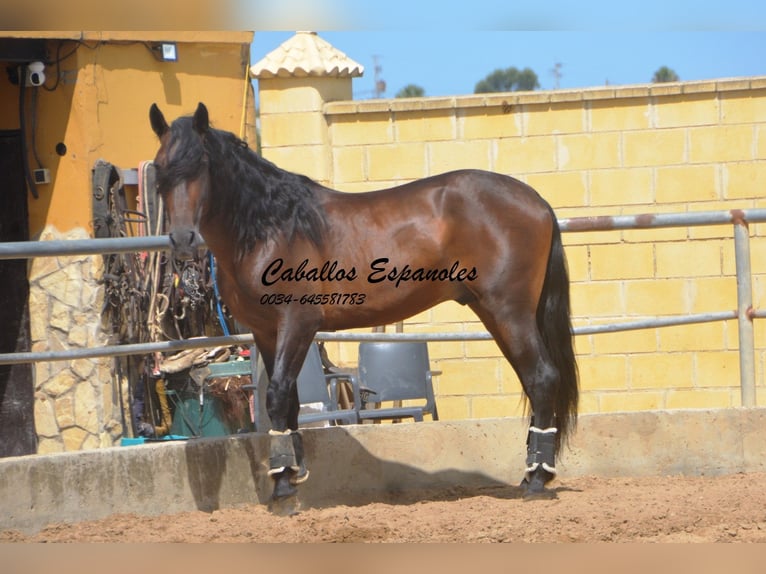 PRE Stallone 5 Anni 165 cm Baio in Vejer de la Frontera