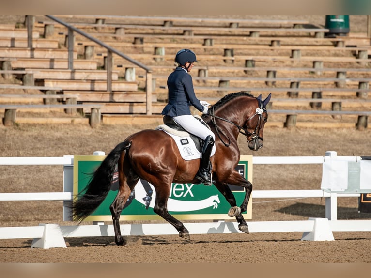 PRE Mix Stallone 5 Anni 165 cm Baio ciliegia in Cambridgeshire PRE Mix Stallone 5 Anni 165 cm Baio ciliegia in Cambridgeshire