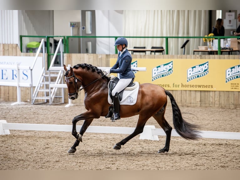 PRE Mix Stallone 5 Anni 165 cm Baio ciliegia in Cambridgeshire PRE Mix Stallone 5 Anni 165 cm Baio ciliegia in Cambridgeshire