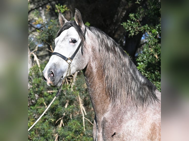 PRE Mix Stallone 5 Anni 165 cm Grigio in Menorca