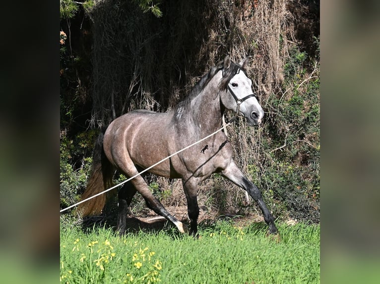 PRE Mix Stallone 5 Anni 165 cm Grigio in Menorca