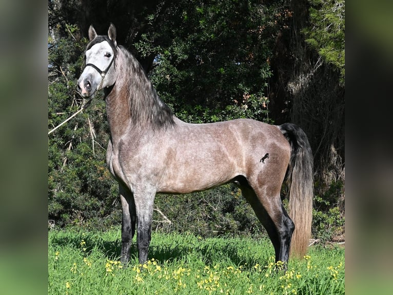 PRE Mix Stallone 5 Anni 165 cm Grigio in Menorca