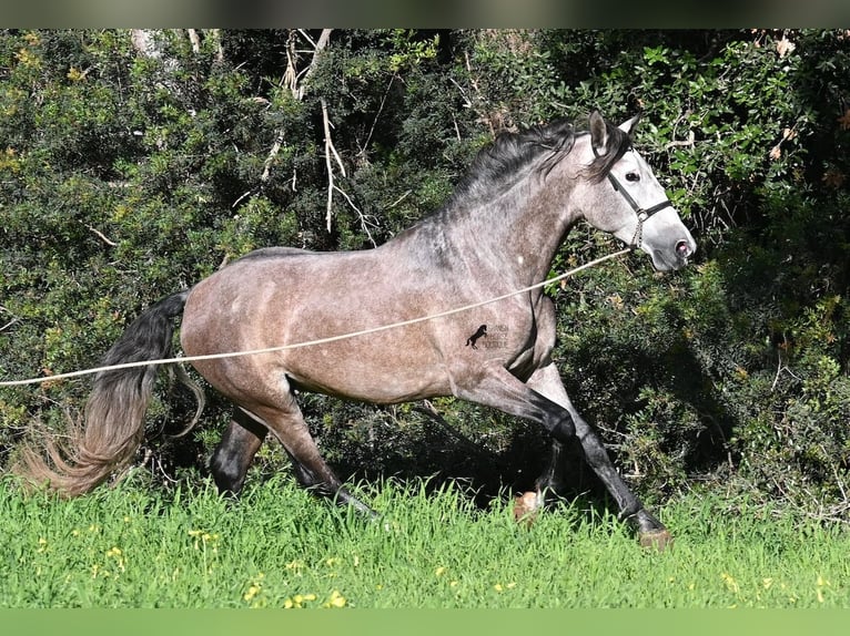PRE Mix Stallone 5 Anni 165 cm Grigio in Menorca