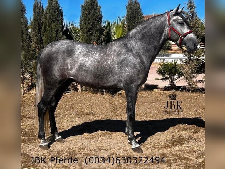 PRE Mix Stallone 5 Anni 165 cm Grigio in Tabernas Almeria