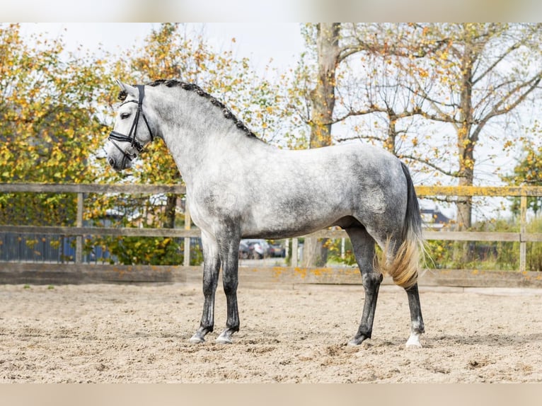 PRE Mix Stallone 5 Anni 165 cm Grigio in Sm