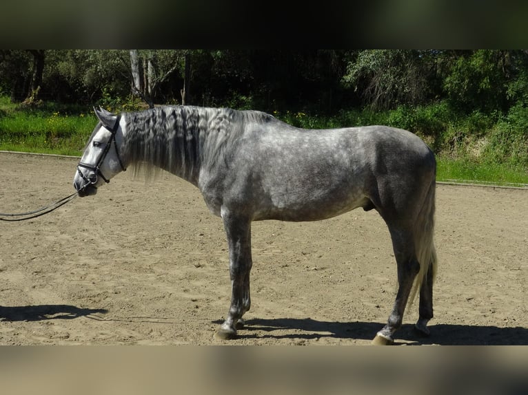 PRE Stallone 5 Anni 165 cm Grigio in Alpera