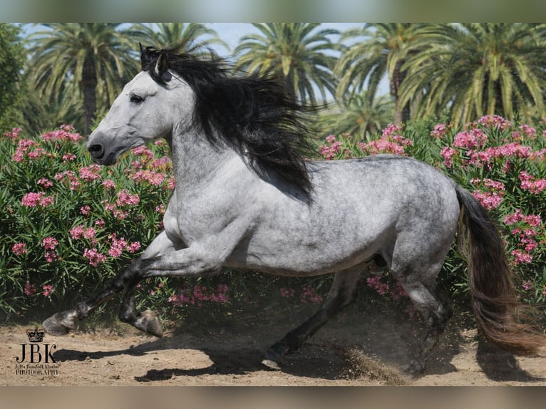 PRE Stallone 5 Anni 165 cm Grigio in Tabernas Almeria