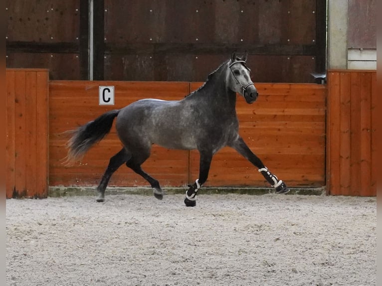 PRE Stallone 5 Anni 165 cm Grigio pezzato in Heuvelland