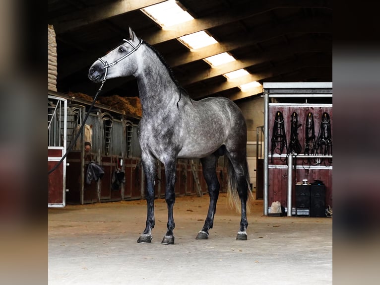 PRE Stallone 5 Anni 165 cm Grigio pezzato in Heuvelland