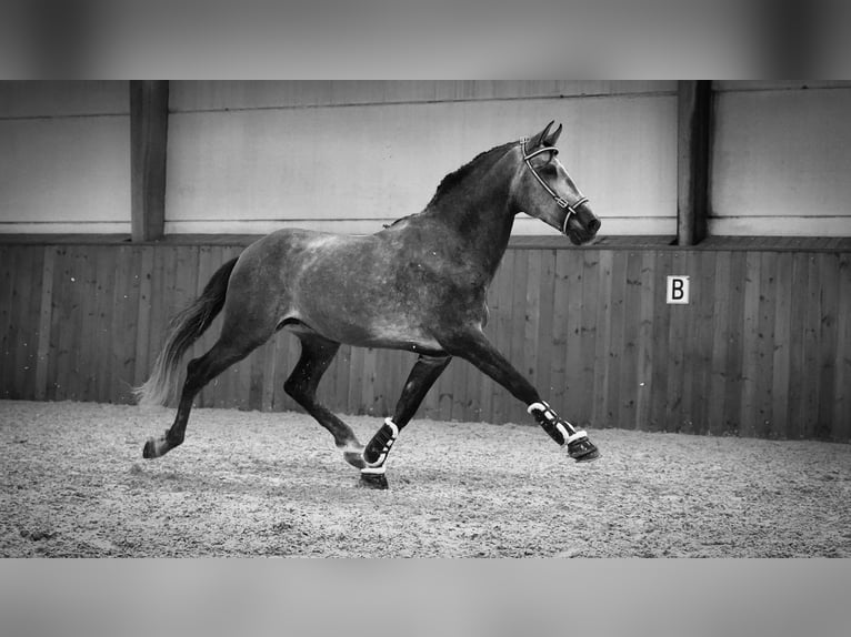 PRE Stallone 5 Anni 165 cm Grigio pezzato in Heuvelland