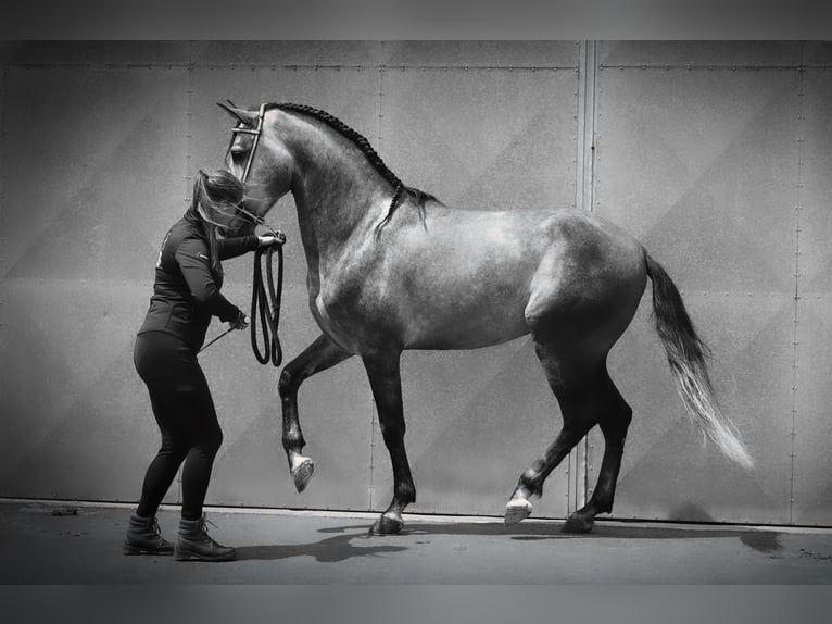 PRE Stallone 5 Anni 165 cm Grigio pezzato in Heuvelland