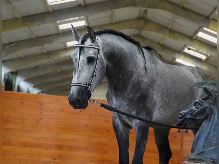 PRE Stallone 5 Anni 165 cm Grigio pezzato in Heuvelland