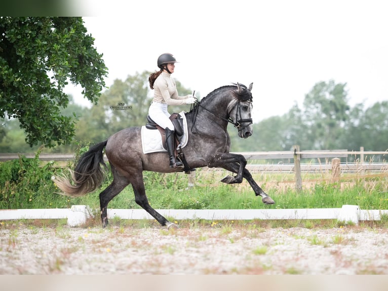 PRE Stallone 5 Anni 165 cm Grigio pezzato in Heuvelland