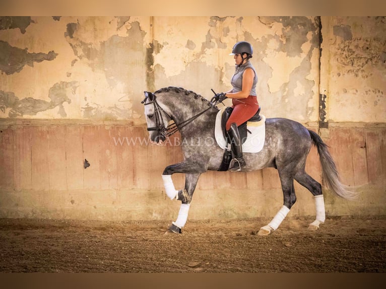 PRE Stallone 5 Anni 165 cm Grigio pezzato in Rafelguaraf