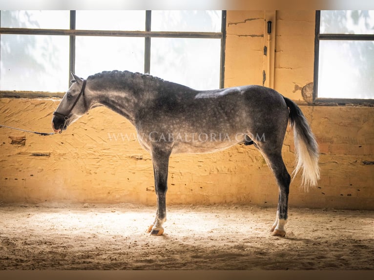 PRE Stallone 5 Anni 165 cm Grigio pezzato in Rafelguaraf