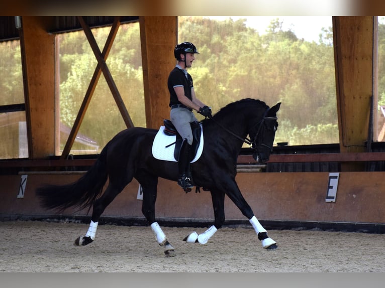 PRE Stallone 5 Anni 165 cm Morello in Caumont