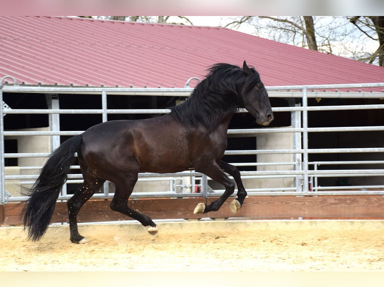 PRE Stallone 5 Anni 165 cm Morello in Caumont