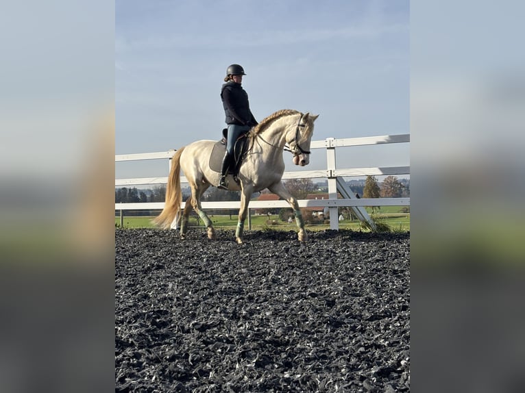 PRE Stallone 5 Anni 165 cm Perlino in Sigmarszell